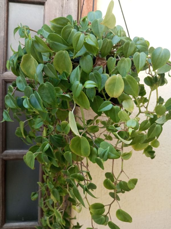 Identificação da planta Oriri por foto
