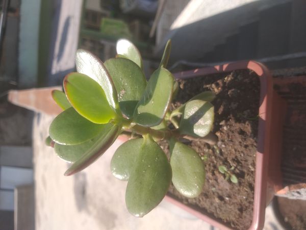 Identificação da planta Planta-jade por foto