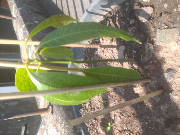 Identificação da planta Manga por foto
