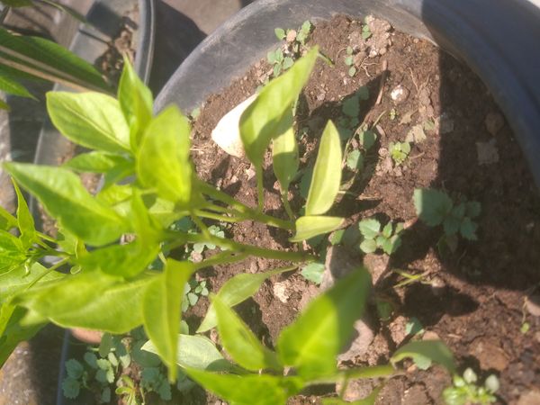 Identificação da planta Pimenta por foto