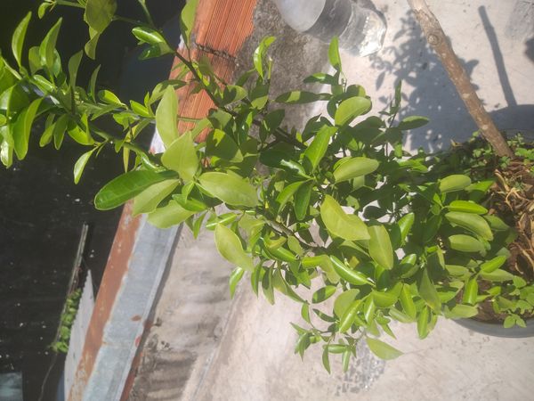 Identificação da planta Mexerica por foto