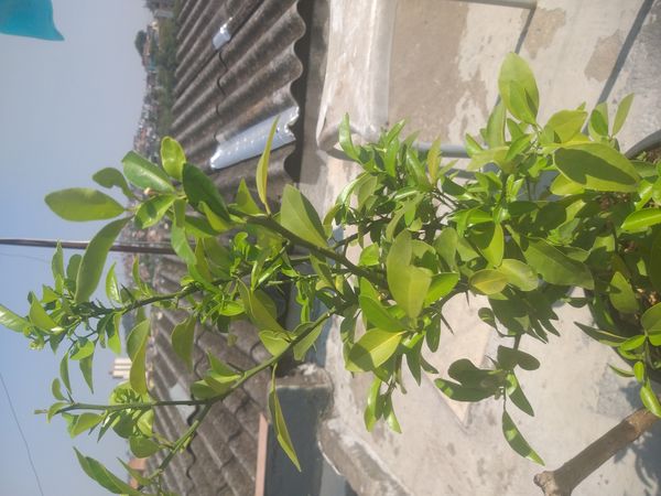 Identificação da planta Limão galego por foto