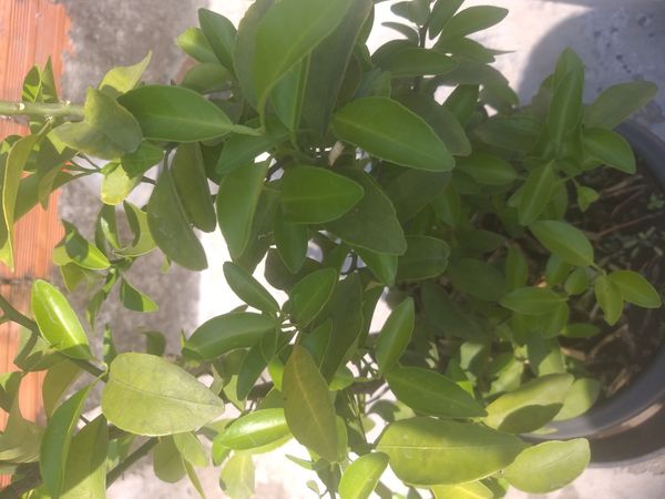 Identificação da planta Mexerica por foto