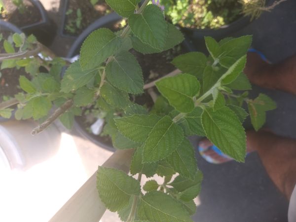 Identificação da planta Cidreira por foto