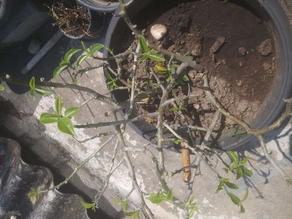 Identificação da planta Ora-pro-nóbis por foto