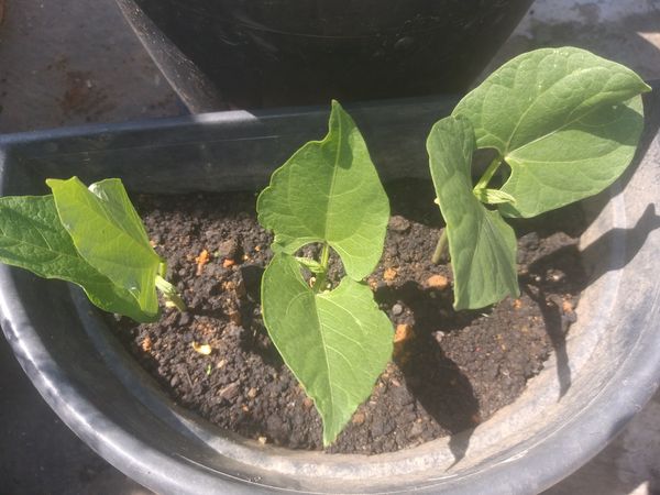 Identificação da planta Feijão por foto