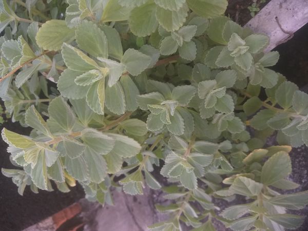 Identificação da planta Coração-roxo por foto