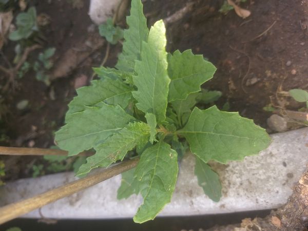 Identificação da planta Mastruz por foto