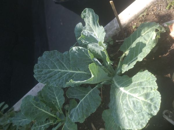 Identificação da planta Couve por foto