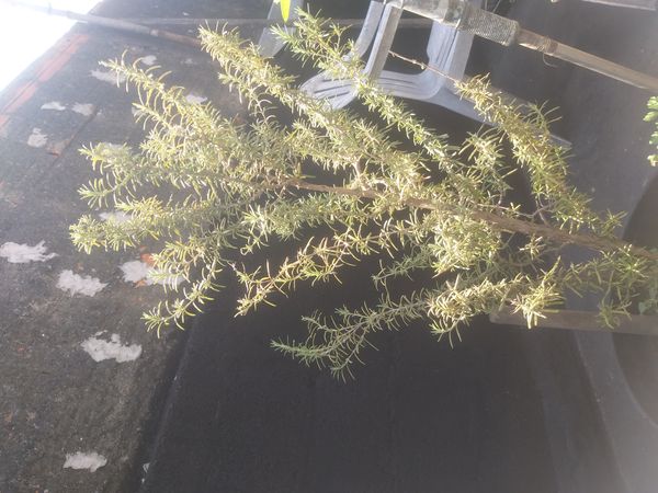 Identificação da planta Alecrim por foto