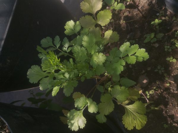 Identificação da planta Coentro por foto