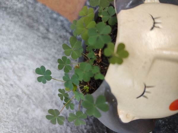 Identificação da planta Trevo-de-quatro-folhas por foto
