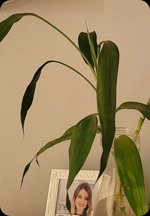 Identificação da planta Bambu da Sorte por foto