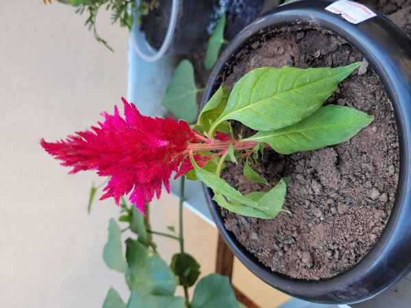 Identificação da planta Crista-de-galo por foto