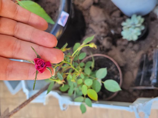Identificação da planta Rosa Menina por foto