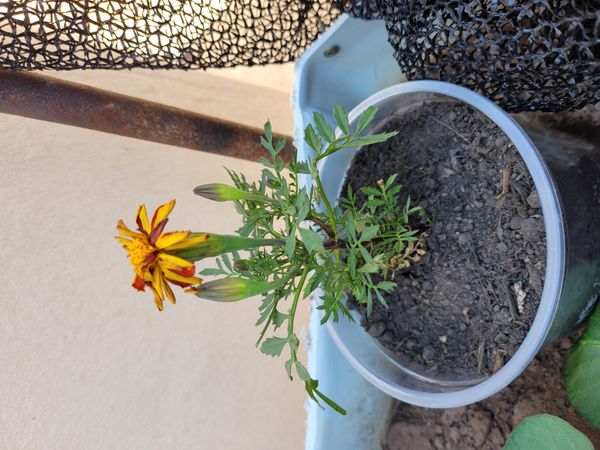 Identificação da planta Tagete por foto
