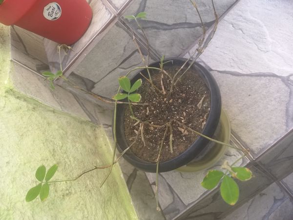 Identificação da planta Amendoim por foto