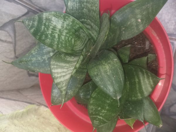 Identificação da planta Espada de São Jorge por foto