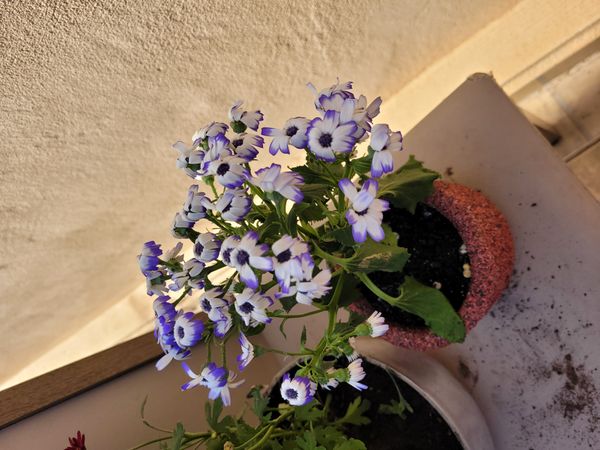 Identificação da planta Senecio por foto