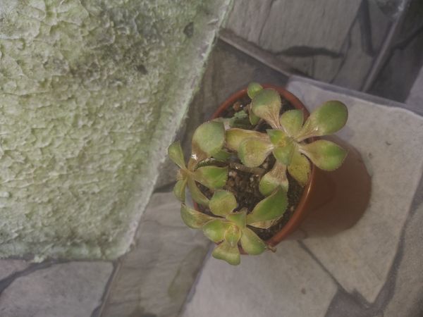 Identificação da planta Aeônio por foto