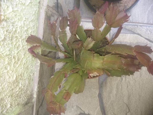 Identificação da planta Flor-de-maio por foto
