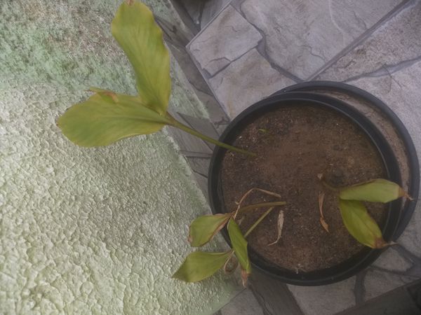 Identificação da planta Cúrcuma por foto