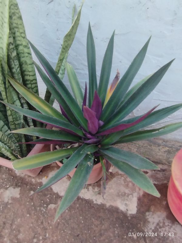 Identificação da planta Abacaxi-roxo por foto