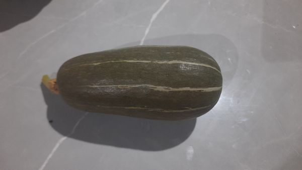Identificação da planta Abóbora moranga por foto