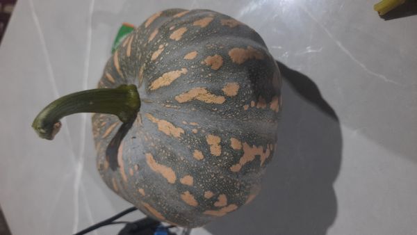 Identificação da planta Abóbora moranga por foto