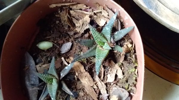 Identificação da planta Rabo de tatu por foto