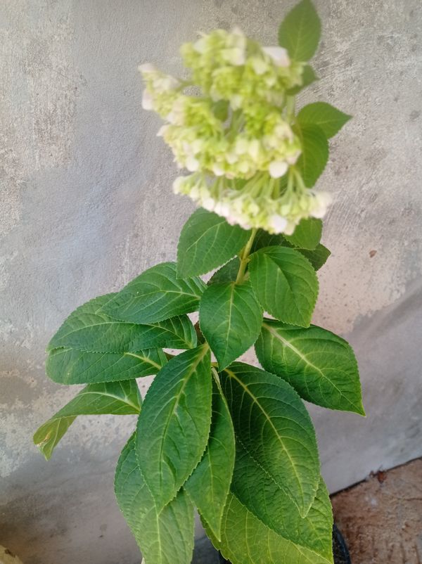Identificação da planta Hortênsia por foto
