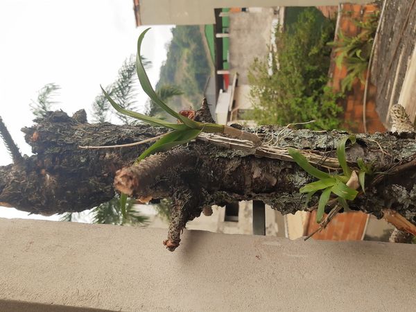 Identificação da planta Olho-de-boneca por foto