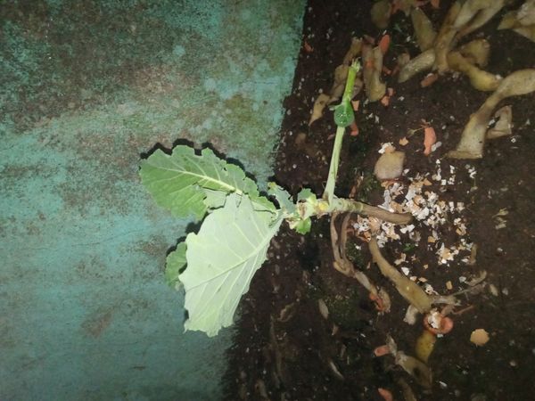 Identificação da planta Couve por foto