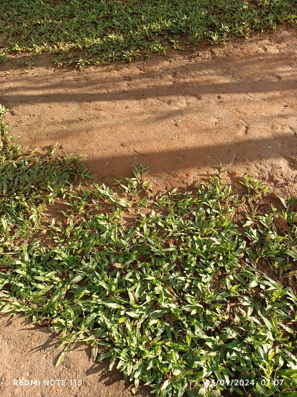 Identificação da planta Grama-missioneira por foto