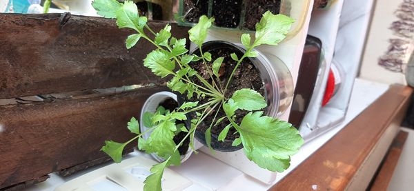 Identificação da planta Agrião por foto