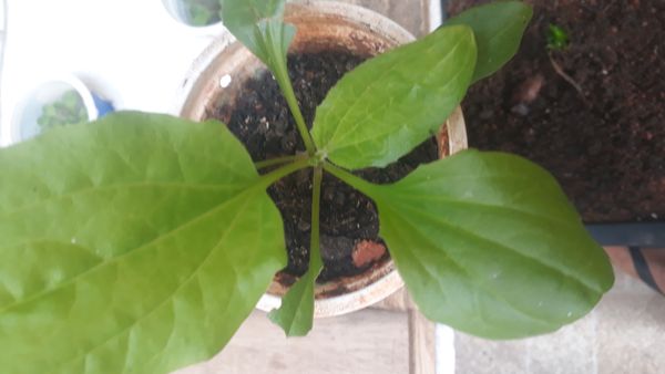 Identificação da planta Tanchagem por foto