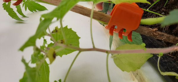 Identificação da planta Camapu por foto