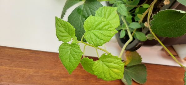 Identificação da planta Camapu por foto