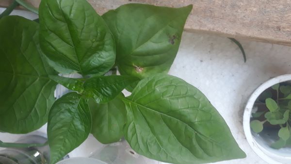 Identificação da planta Pimenta-de-cheiro por foto