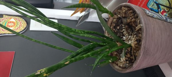 Identificação da planta Espadinha de São jorge por foto