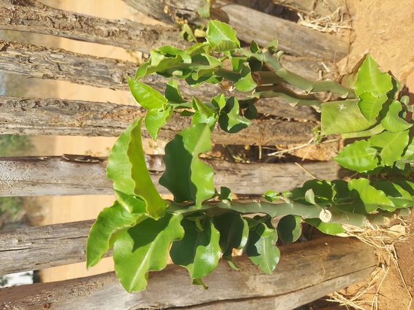 Identificação da planta Dois Amores por foto