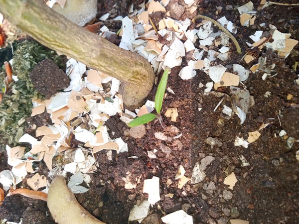 Identificação da planta Tomate por foto
