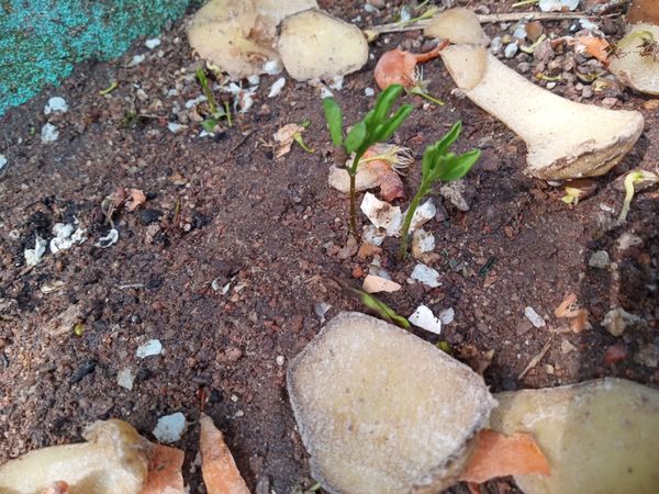 Identificação da planta Lentilha por foto