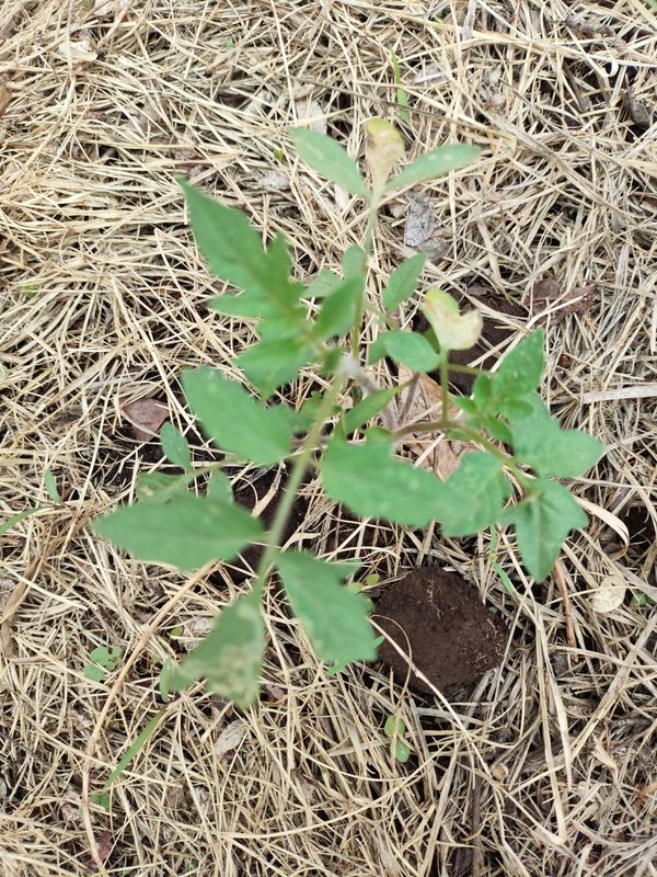Identificação da planta Tomate por foto