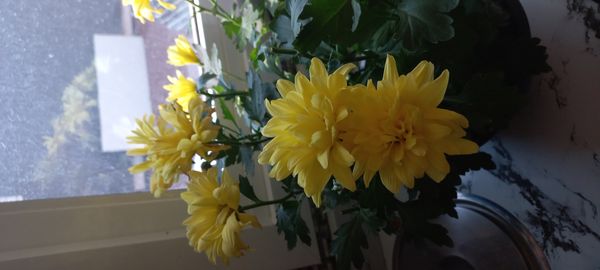 Identificação da planta Crisântemo por foto