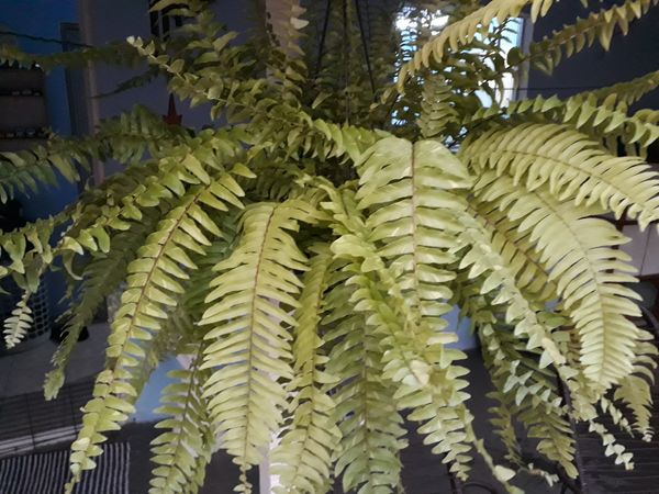 Identificação da planta Samambaia por foto
