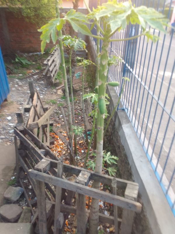 Identificação da planta Mamão por foto