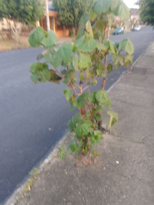 Identificação da planta Mulungu por foto