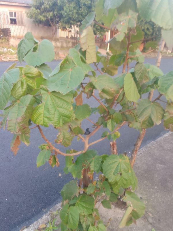 Identificação da planta Dombéia-rosa por foto