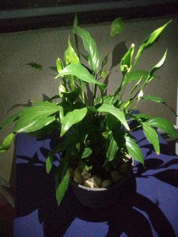 Identificação da planta Lírio-da-paz por foto